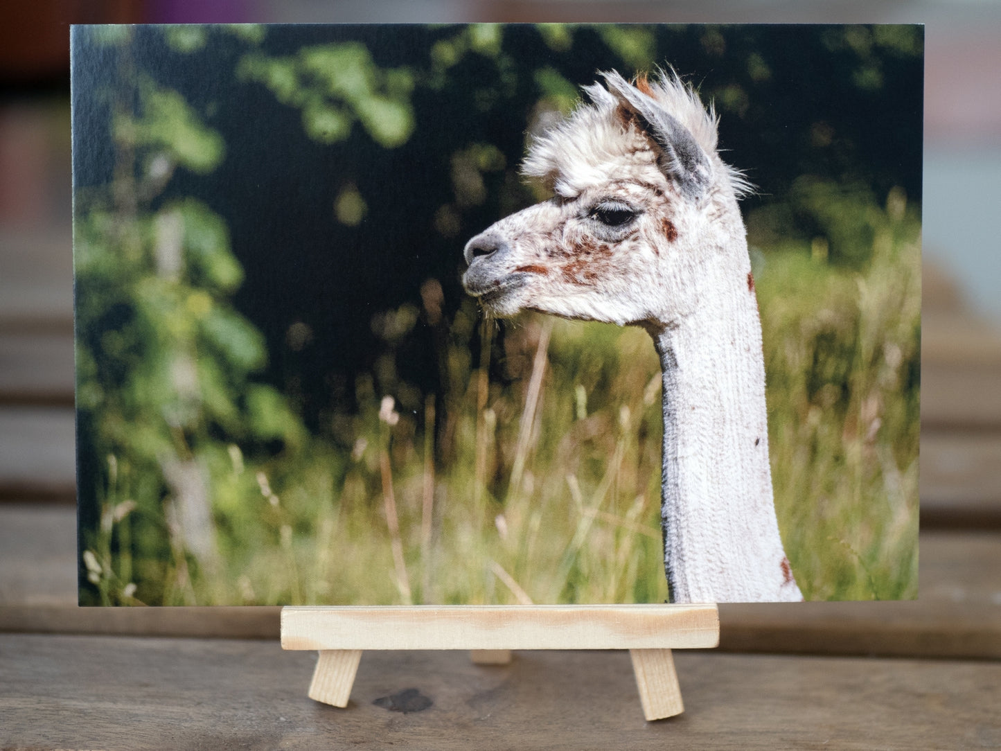 Alpaka im Profil - Postkarte (12x17,5cm)