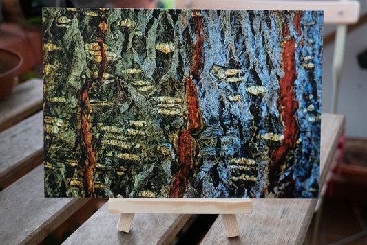 Akazie - Postkarte (12x17,5cm)