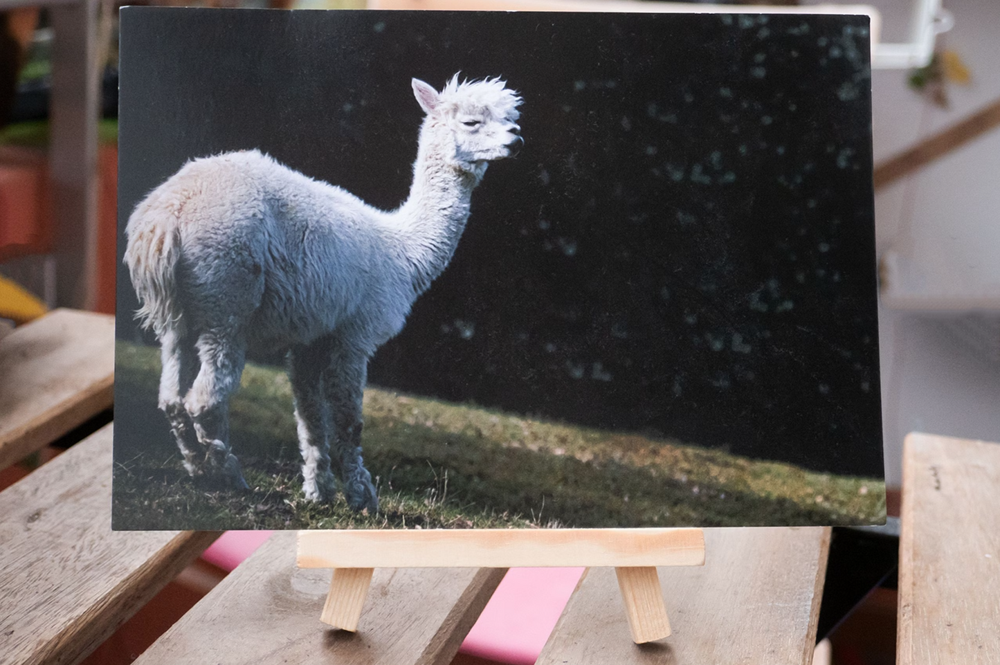 Queen of the Hill - Postcard (12x17.5cm)