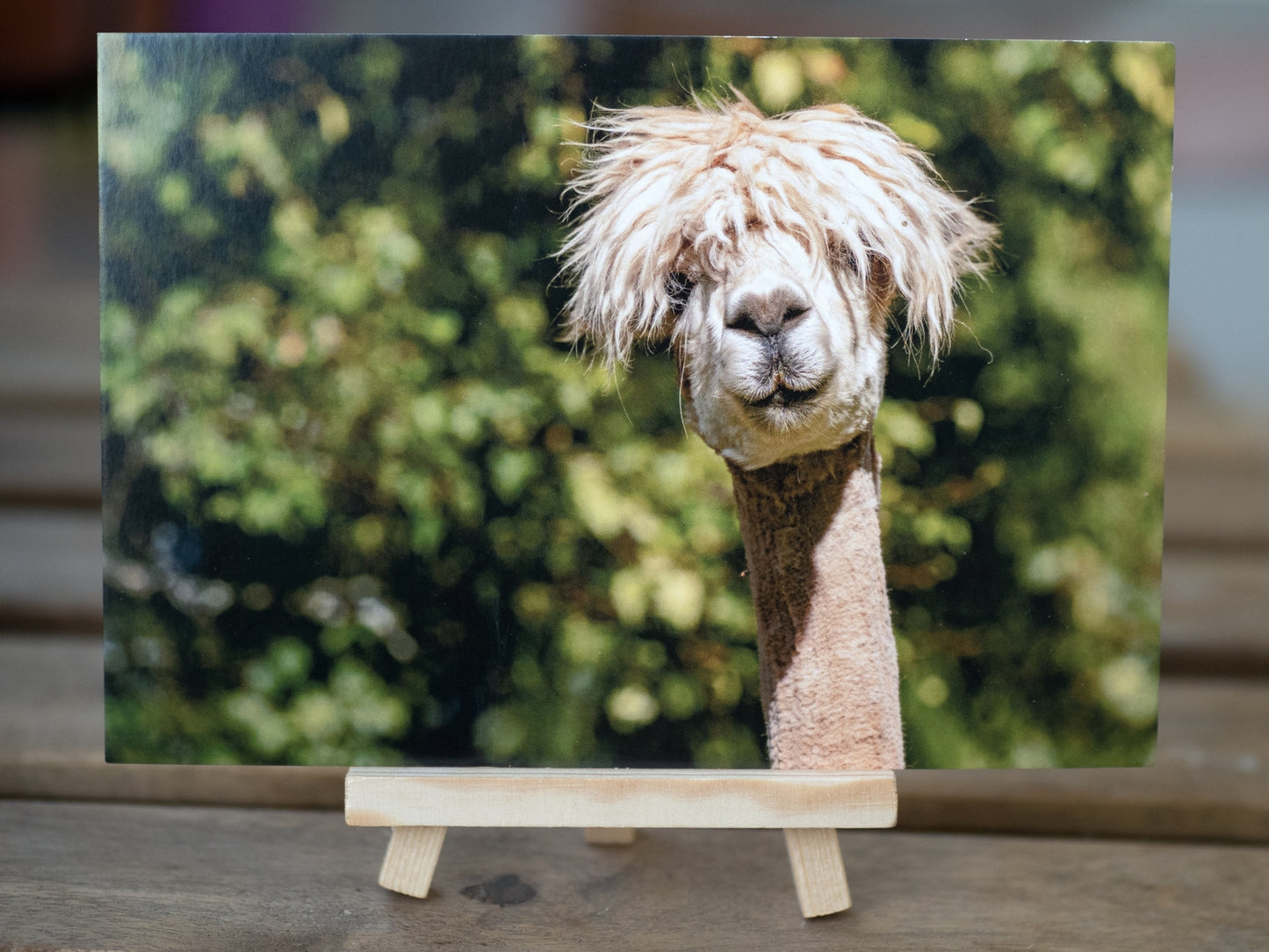 Portrait of an alpaca - postcard (12x17.5cm)